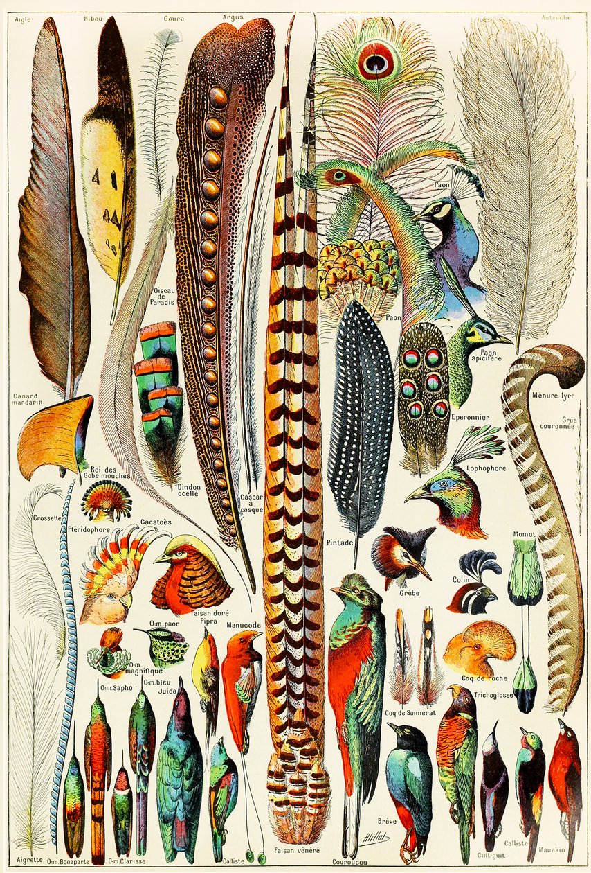 Ilustración de plumas y aves c.1923 de Adolphe Philippe Millot