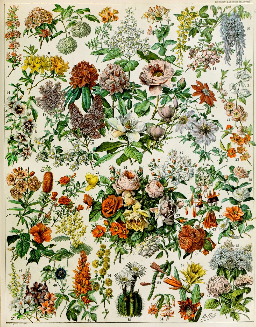 Ilustración de plantas con flores c.1923 de Adolphe Philippe Millot