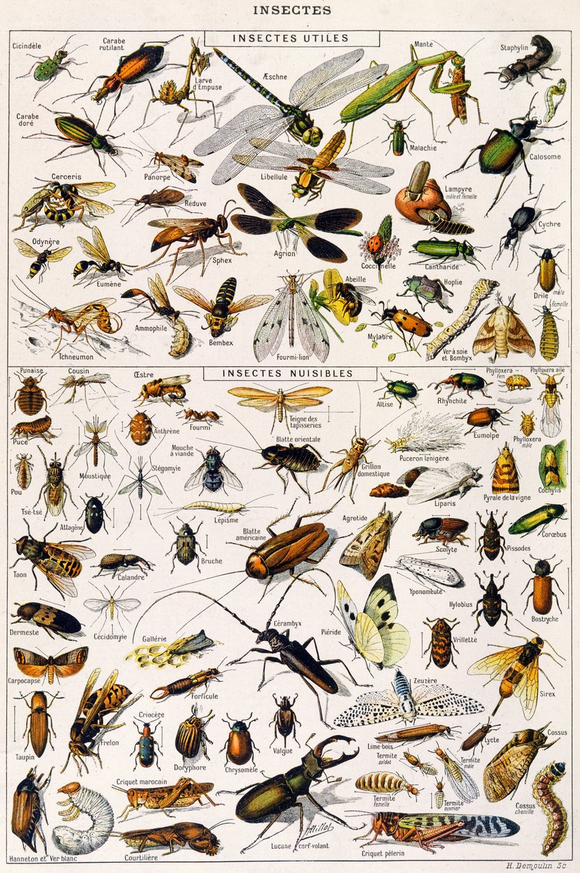 Ilustración de insectos útiles y plagas de insectos de Adolphe Philippe Millot