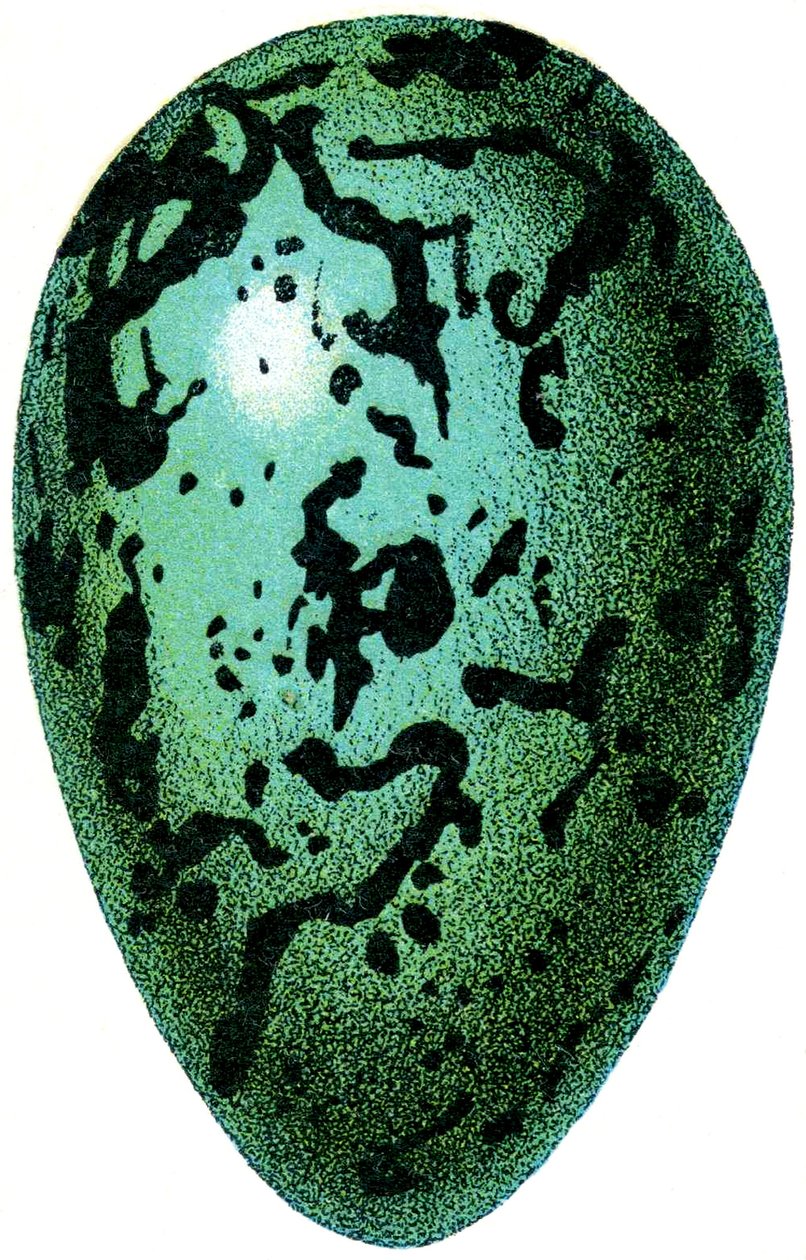 Huevo de Frailecillo, 1923 de Adolphe Philippe Millot
