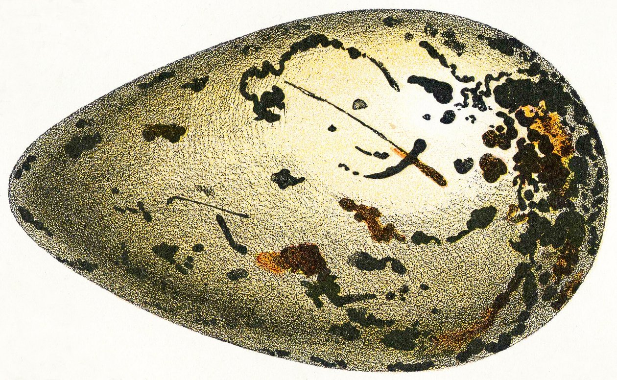 Huevo de un alca gigante, 1923 de Adolphe Philippe Millot