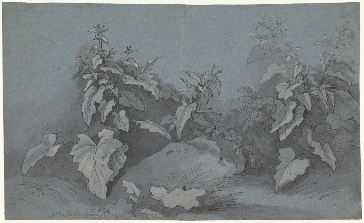 Estudio de la planta de Adriaan Boudewyns