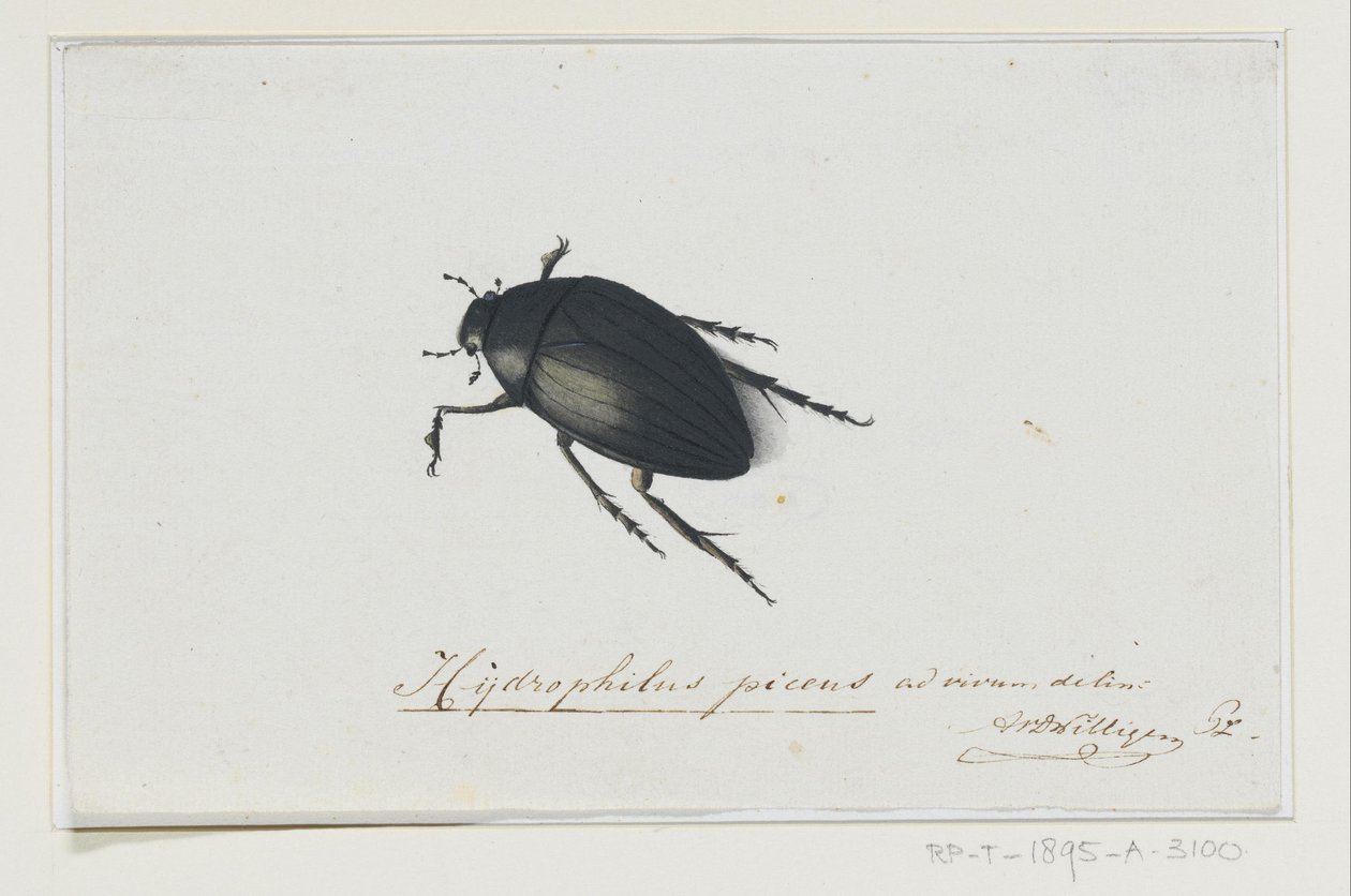 Escarabajo negro del agua
Hydrophilus picens (título en el objeto) de Adriaan van der Willigen