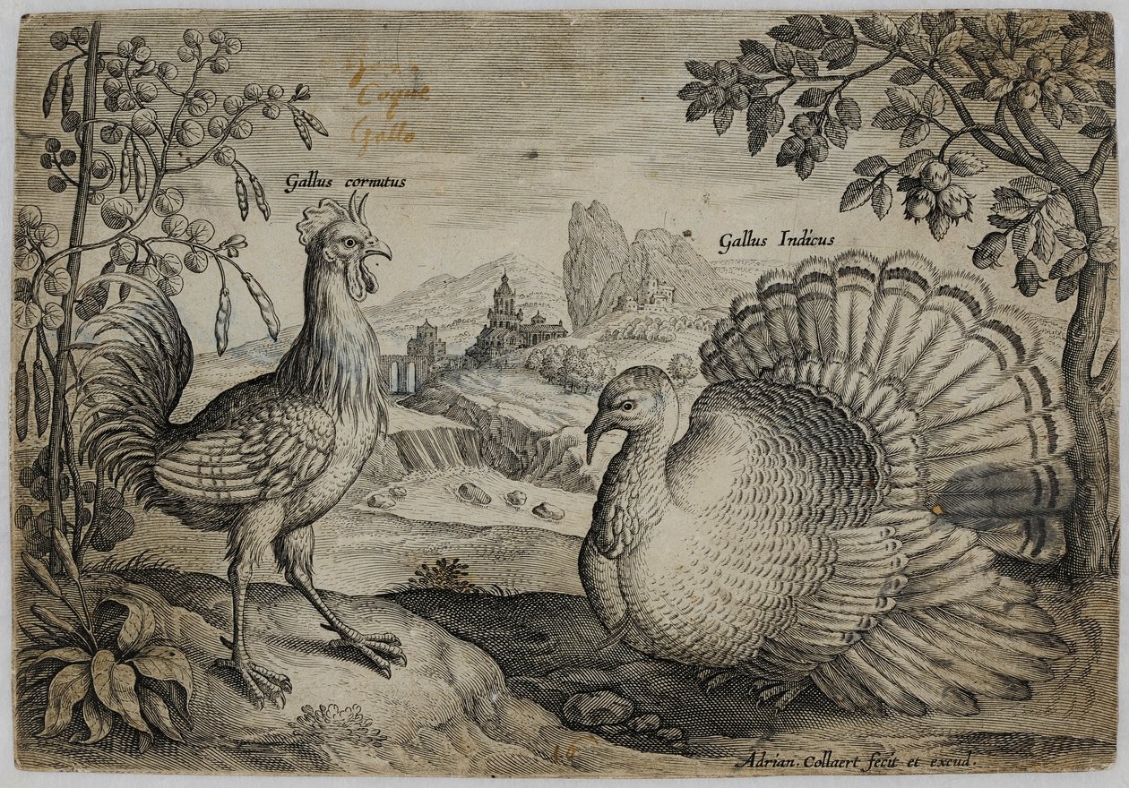 Grabado de un maestro antiguo de Adriaen Collaert