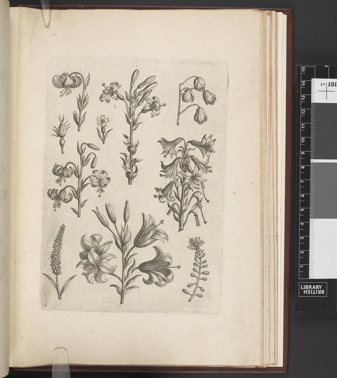 Ilustración de plantas, 