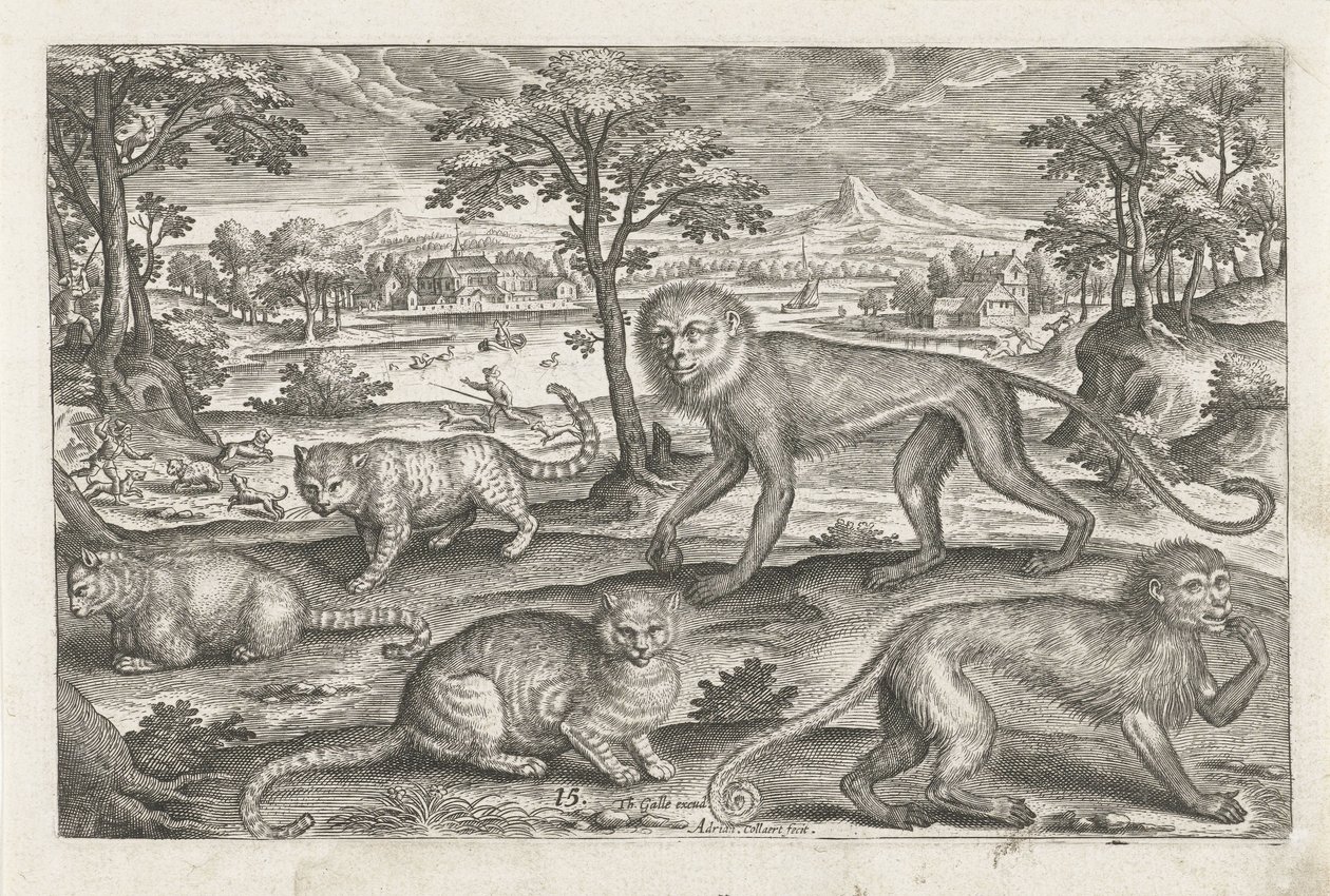 monos y gatos Animales de cuatro patas (título de la serie) Animalivm Qvaddrvpedvm (título de la serie) de Adriaen Collaert