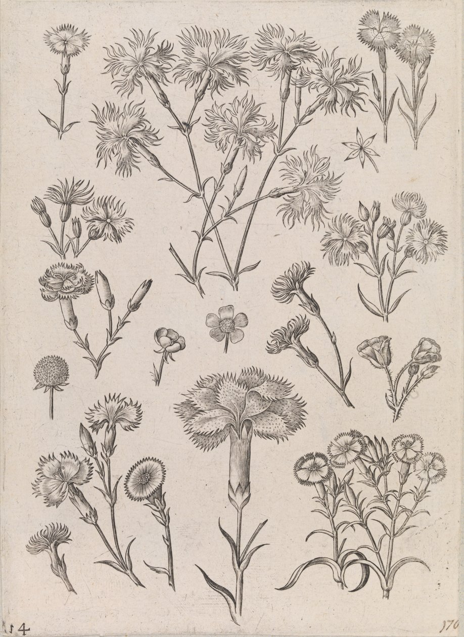 Narcisos de Adriaen Collaert