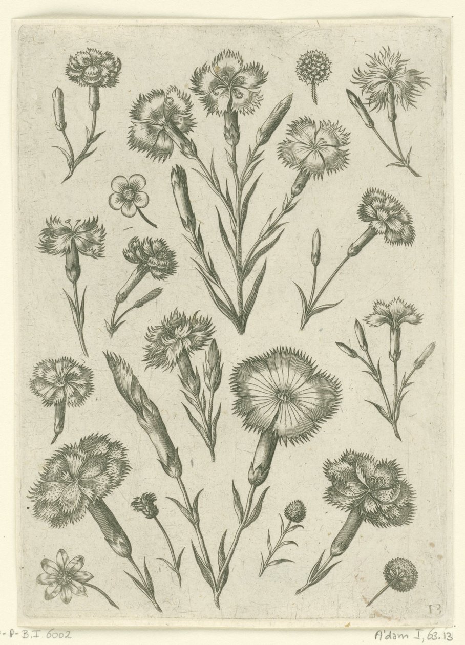 varios enfados Florilegio (título de la serie) de Adriaen Collaert