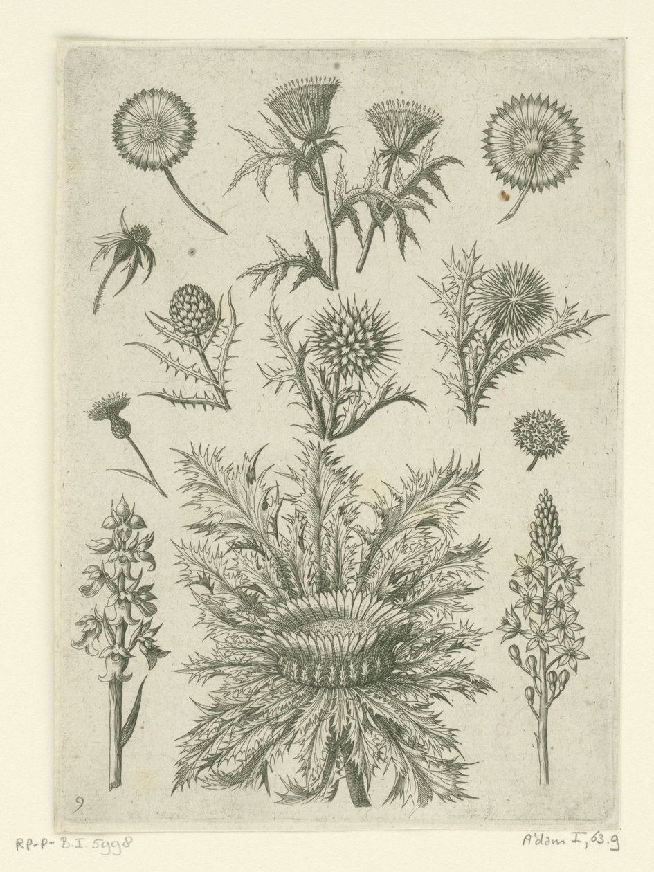 Distante de diferentes maneras Florilegio (título de la serie) de Adriaen Collaert