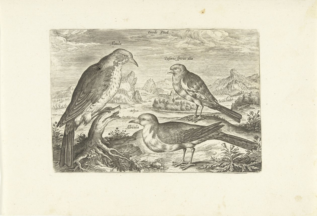 Tres pájaros en un paisaje Avium Vivae (título de la serie) Pájaros (título de la serie) de Adriaen Collaert