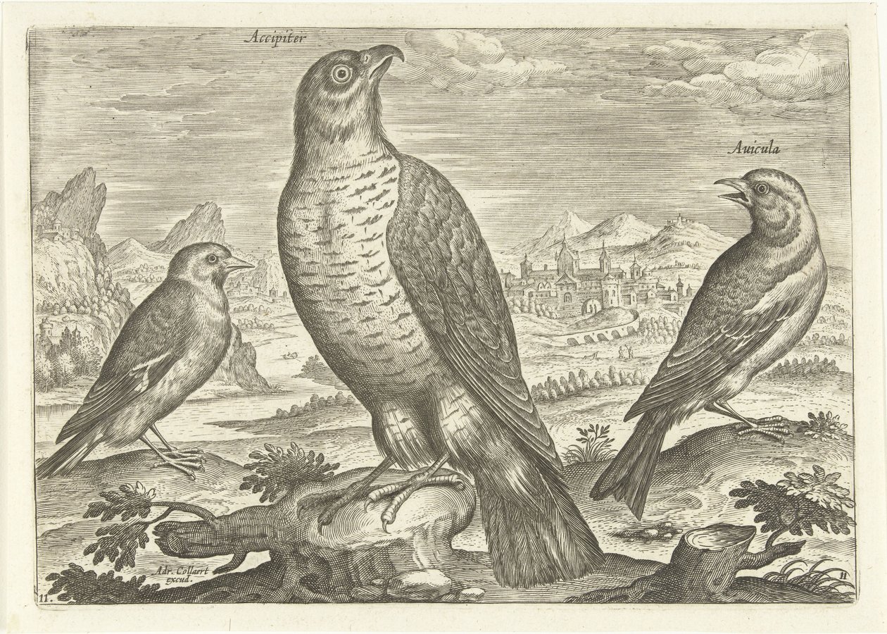 Tres pájaros en un paisaje
Pájaros (título de la serie)
Avivm vivae (título de la serie) de Adriaen Collaert
