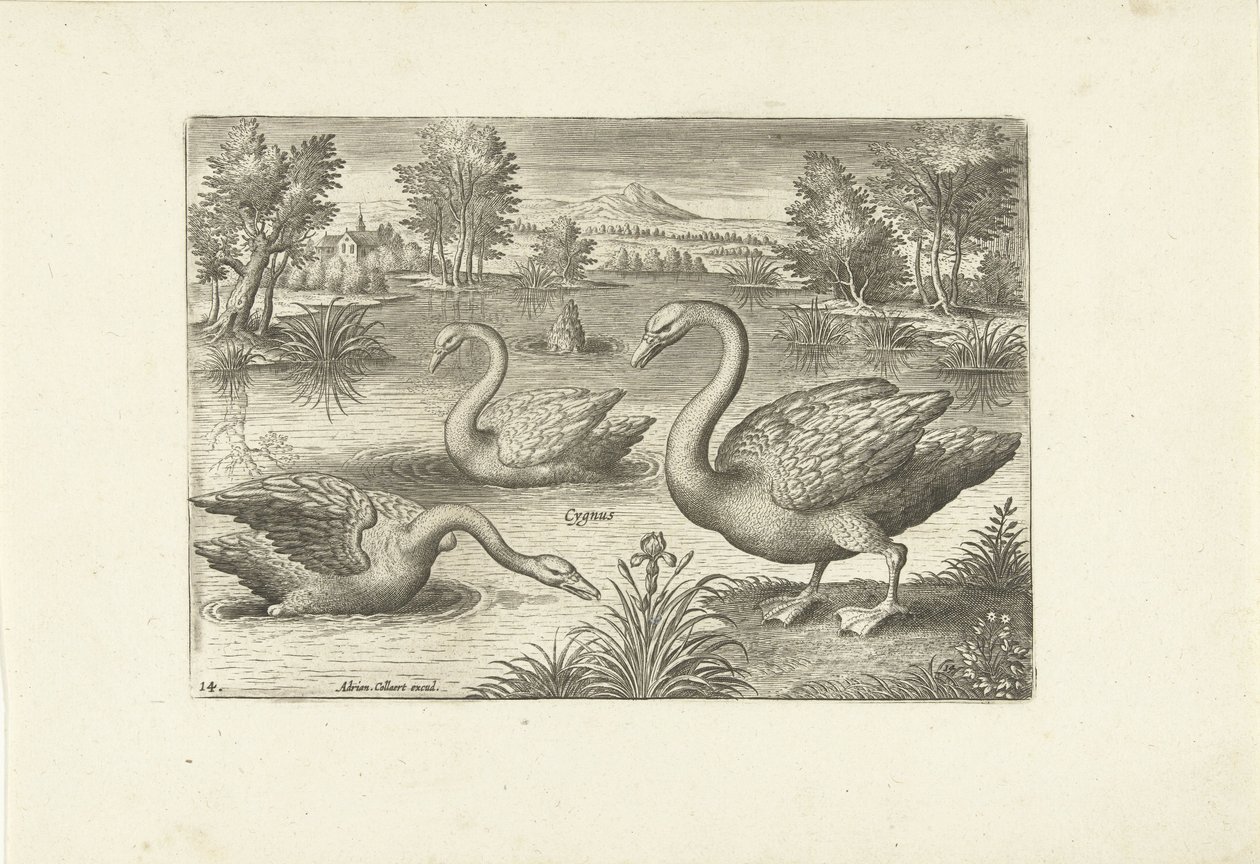 Tres cisnes en un estanque Pájaros (título de la serie) Avium vivae (título de la serie) de Adriaen Collaert