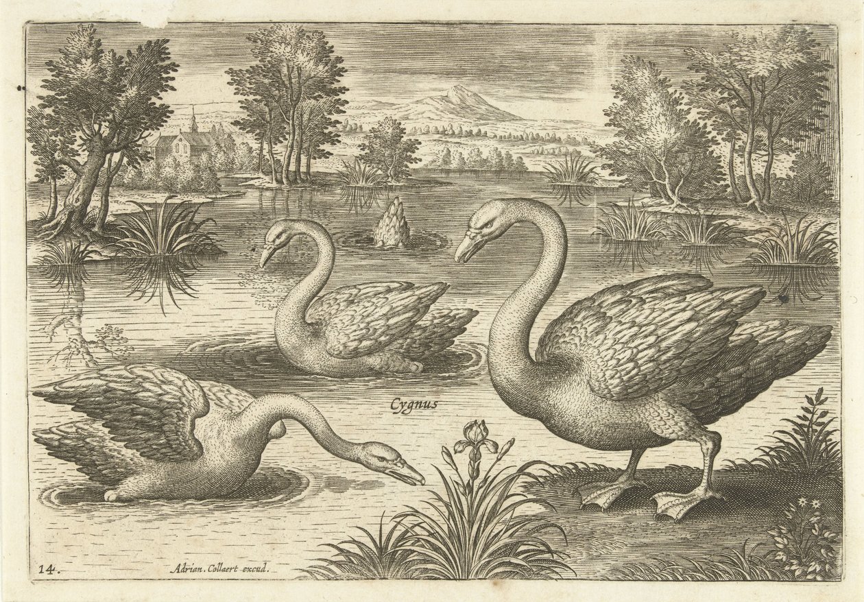 Tres cisnes en un estanque Pájaros (título de la serie) Avium vivae (título de la serie) de Adriaen Collaert