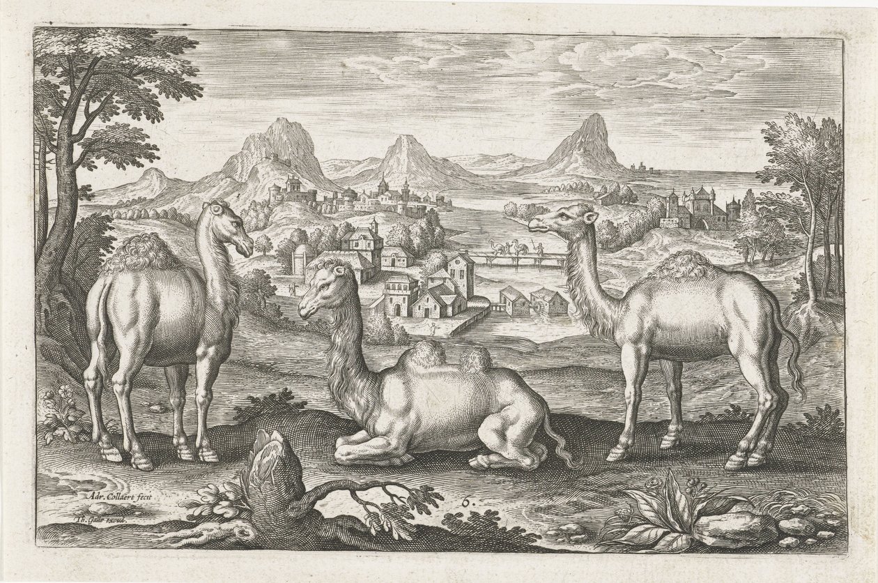 Dromedarios y un camello Animales de cuatro patas (título de la serie) Animalivm Qvaddrvpedvm (título de la serie) de Adriaen Collaert