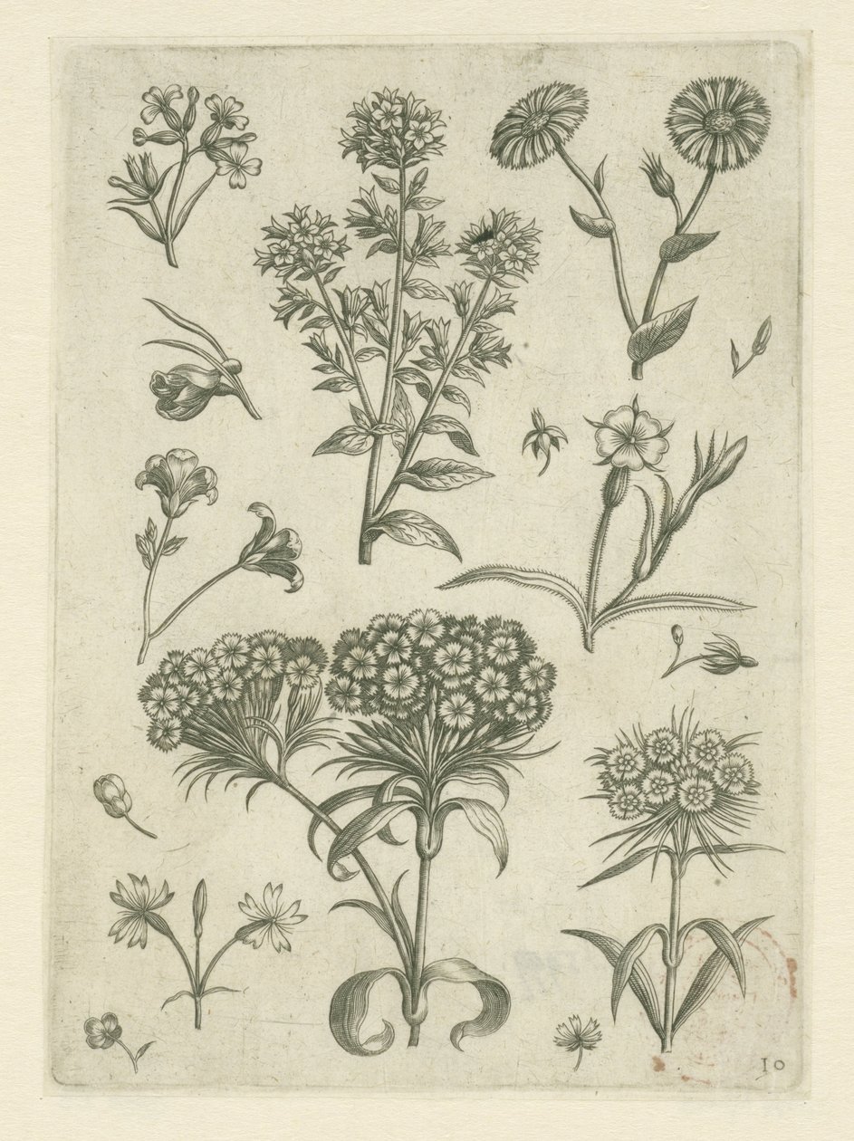 Sweet William y otras flores Florilegio (título de la serie) de Adriaen Collaert