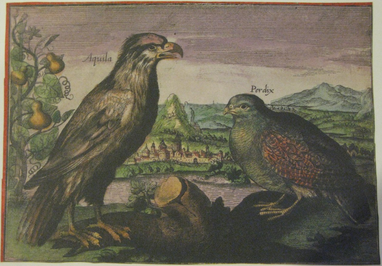 Águila y perdiz, Iconotheca Valvasoriana de Adriaen Collaert
