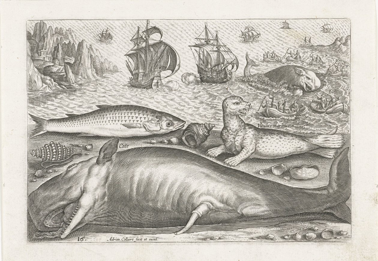 Un salmonete, un león marino y una ballena en la playa Pesca (título de la serie) Iconos de Piscivm vivae (título de la serie) de Adriaen Collaert