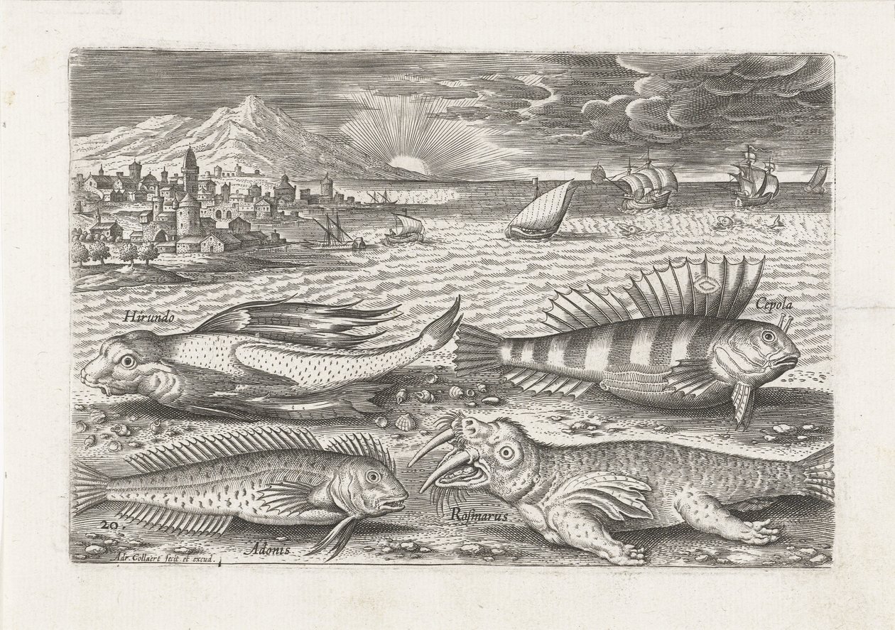 Algunos peces y una morsa en la playa. Pesca (título de la serie) Iconos de Piscivm vivae (título de la serie) de Adriaen Collaert