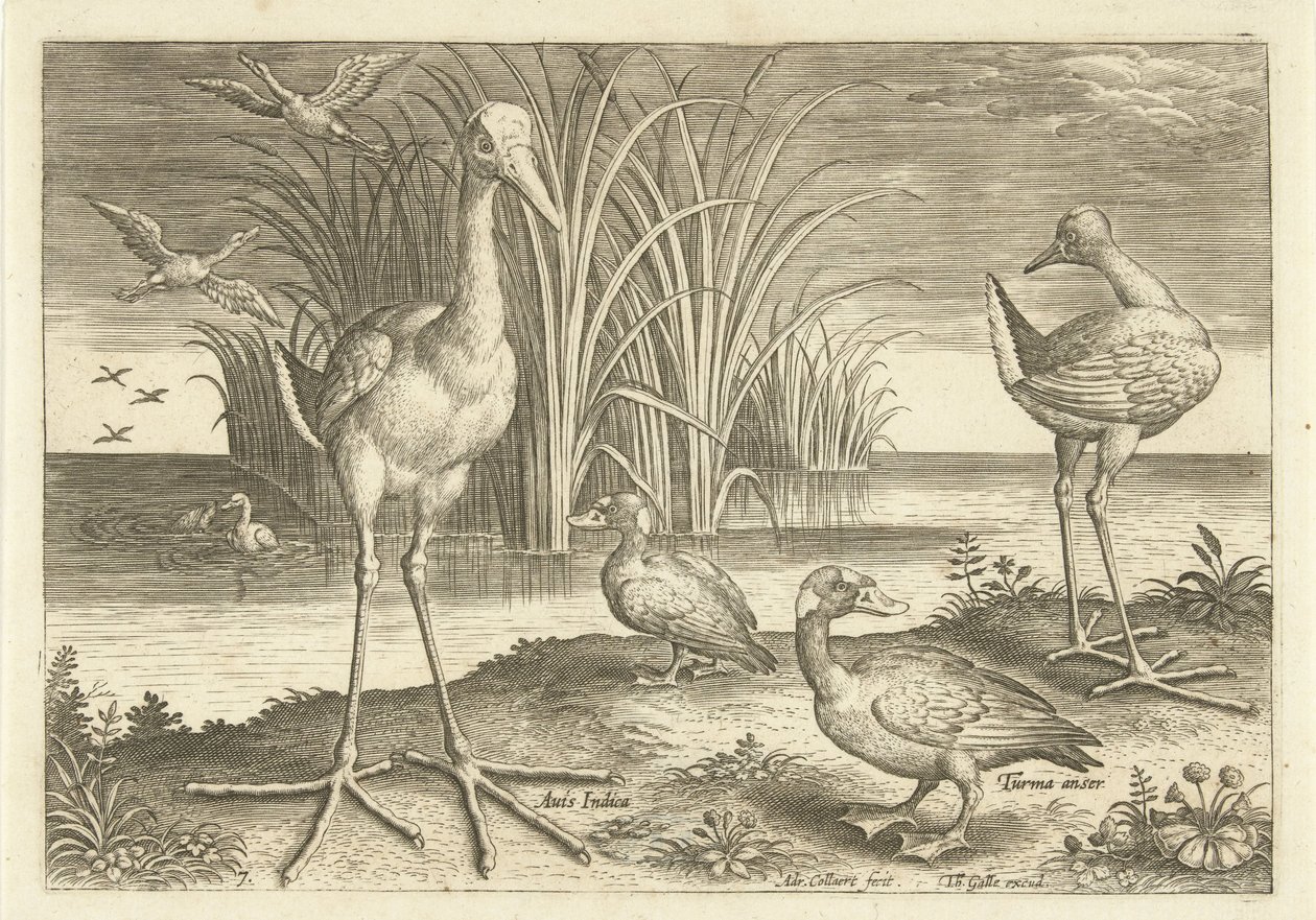 Algunas aves acuáticas en una orilla Pájaros (título de la serie) Avivm vivae (título de la serie) de Adriaen Collaert