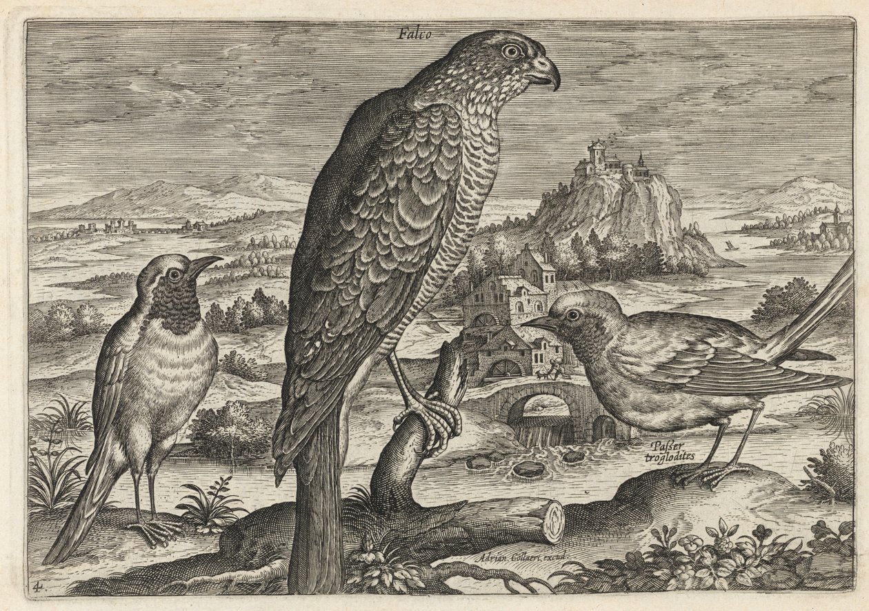 Halcón y petirrojo o colirrojo de Adriaen Collaert