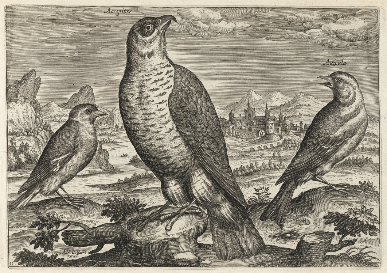 Halcón y gorriones de Adriaen Collaert