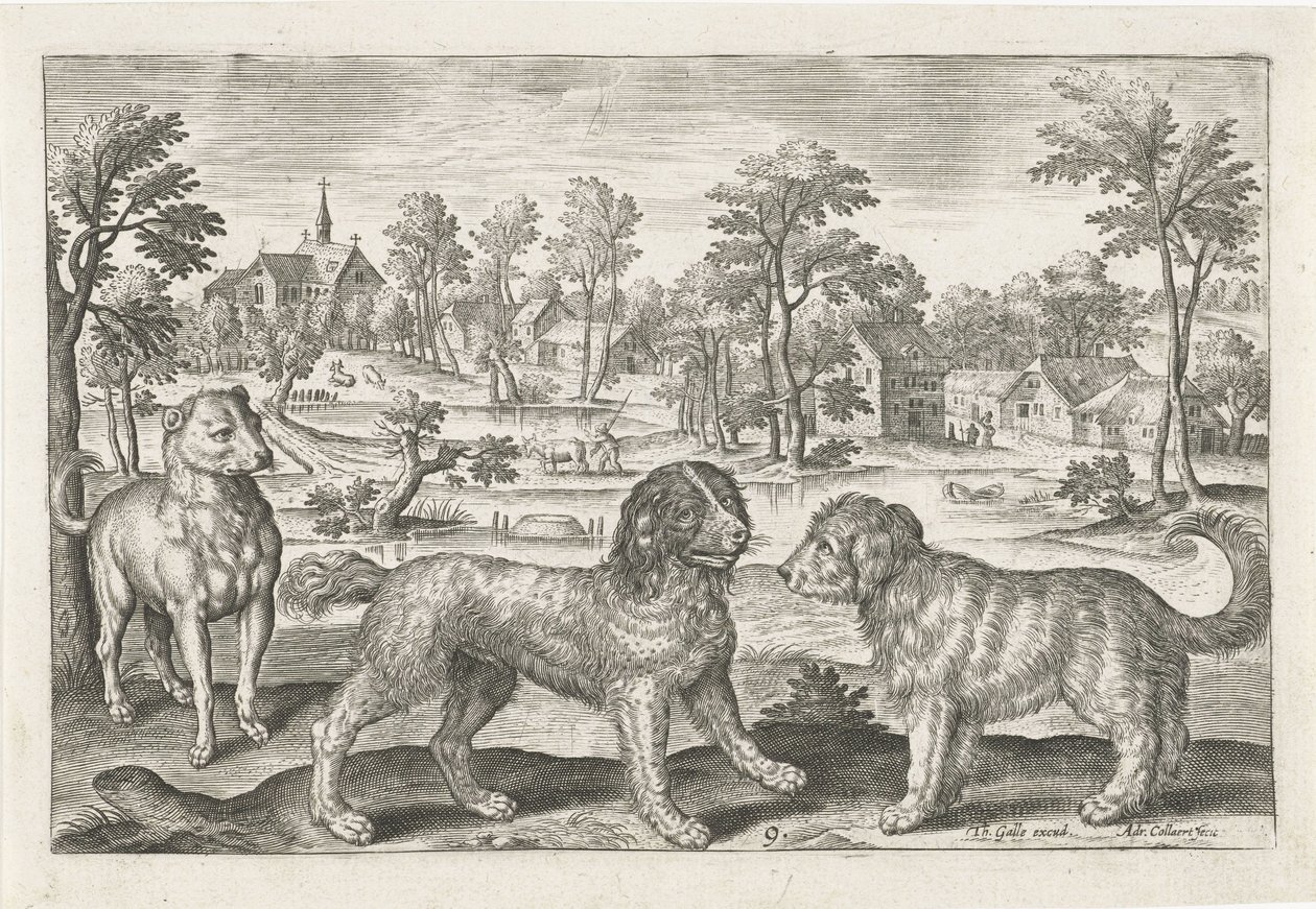 perros Animales de cuatro patas (título de la serie) Animalivm Qvaddrvpedvm (título de la serie) de Adriaen Collaert