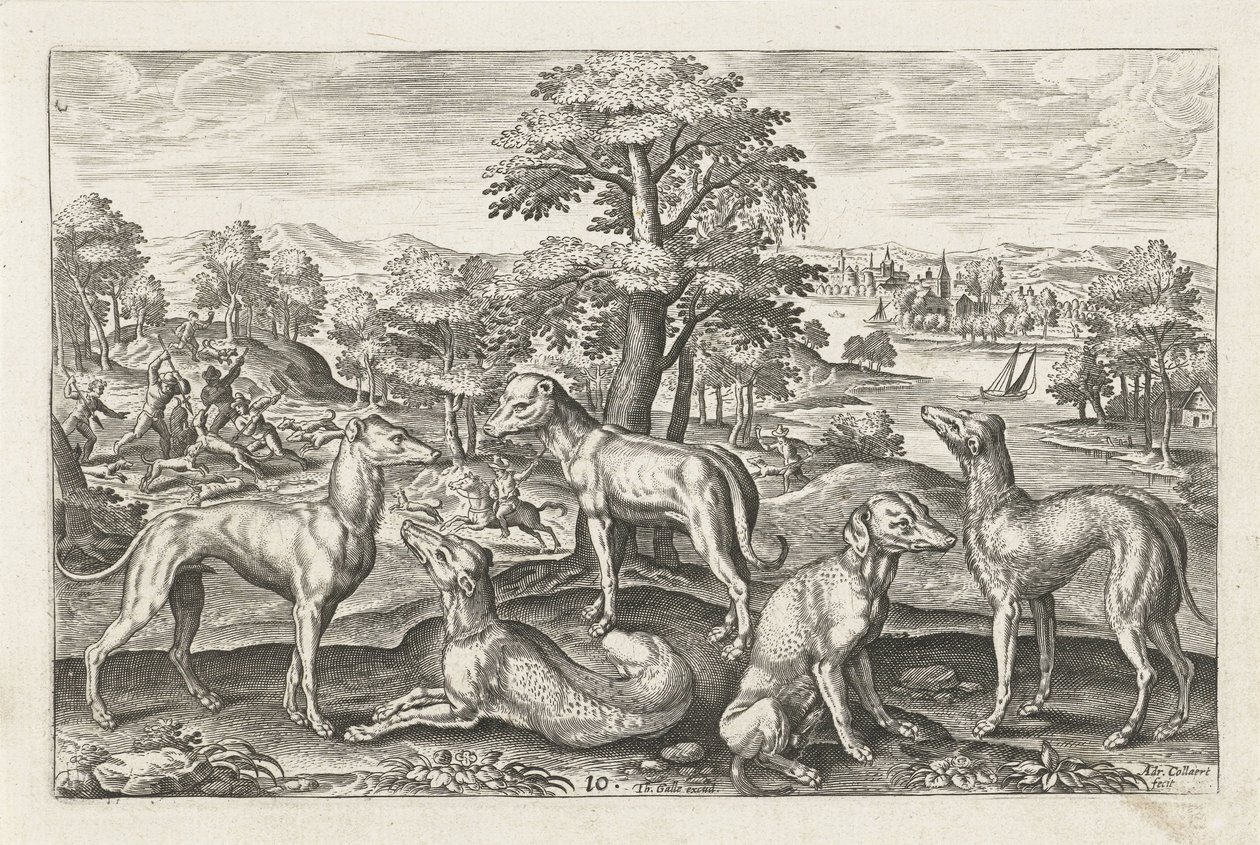 perros de caza Animales de cuatro patas (título de la serie) Animalivm Qvaddrvpedvm (título de la serie) de Adriaen Collaert