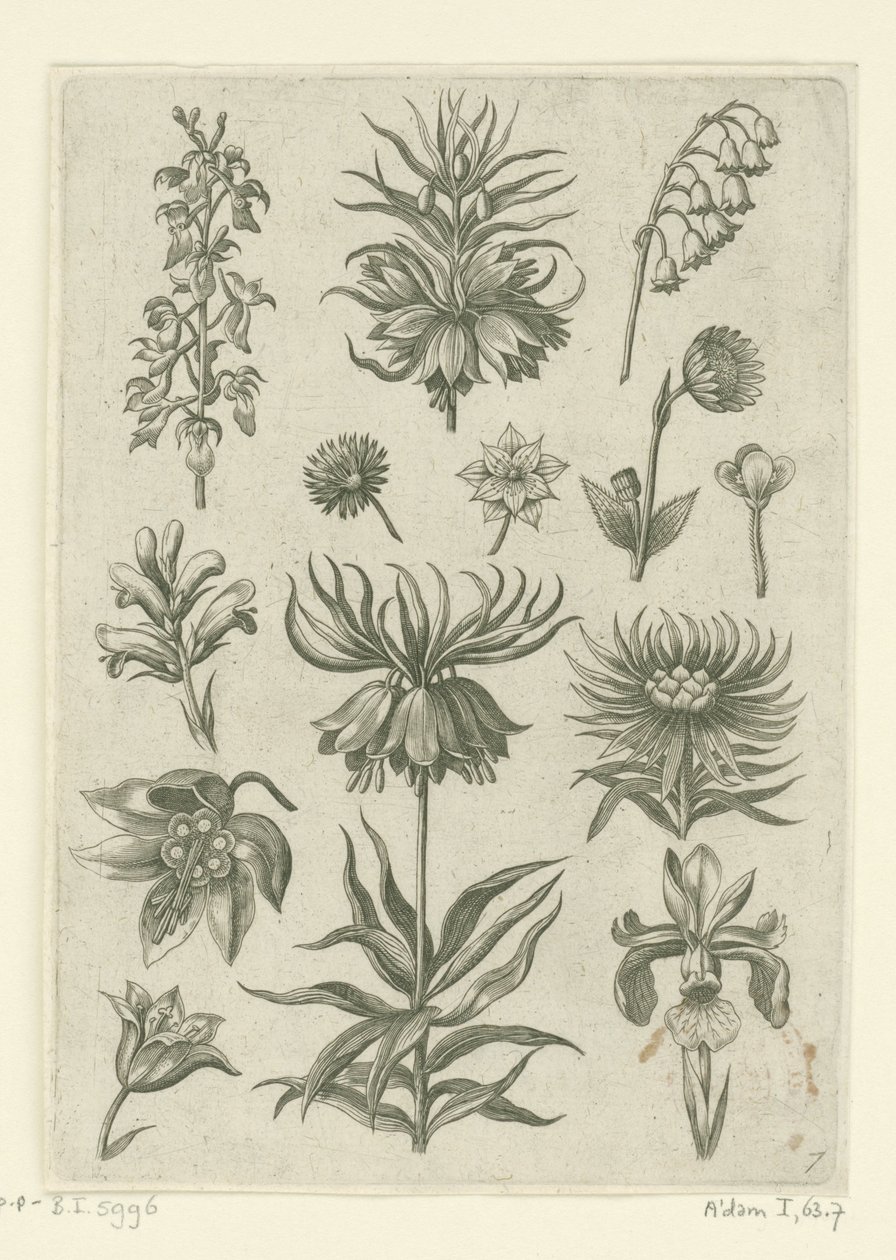 Corona imperial, orquídea y lirios del valle Florilegio (título de la serie) de Adriaen Collaert