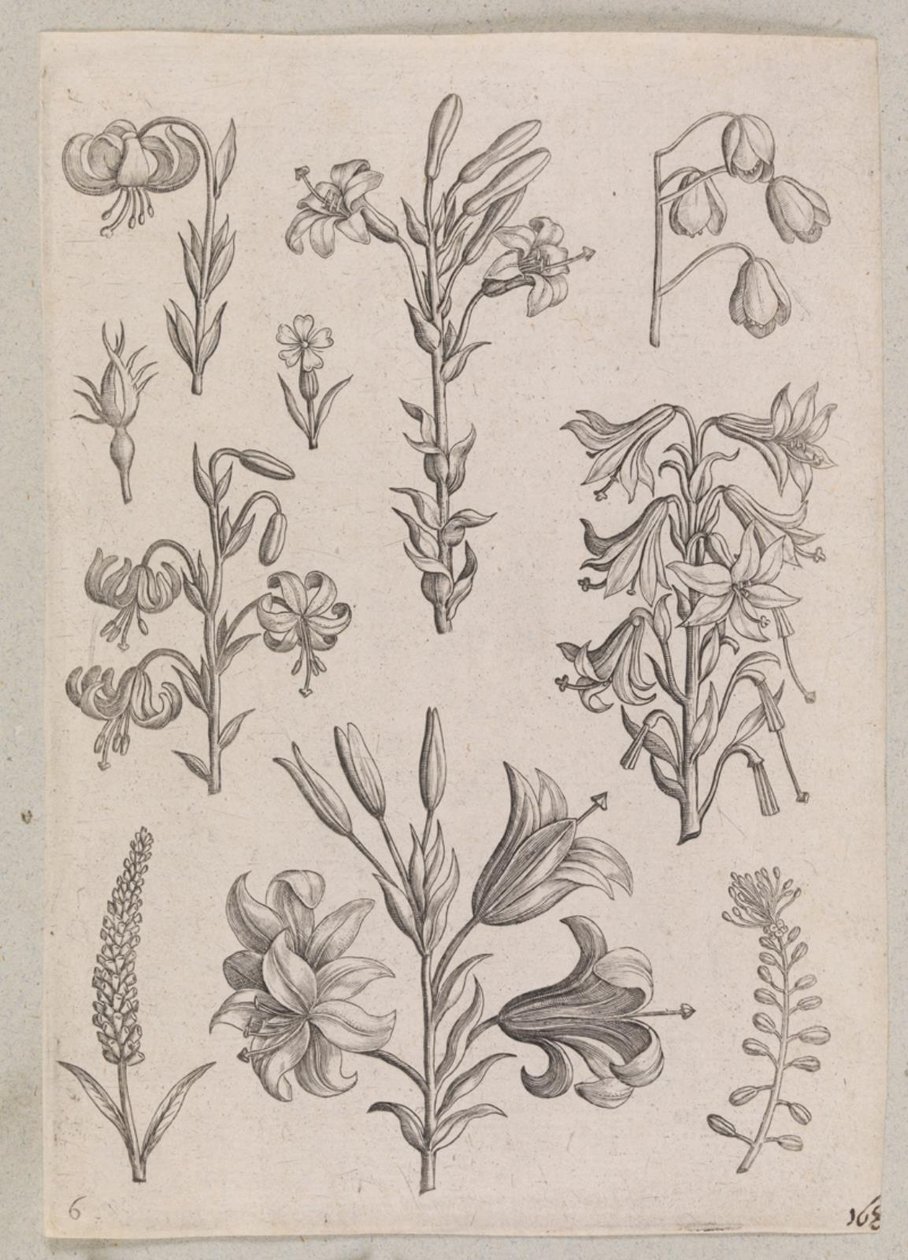 Lirios de Adriaen Collaert