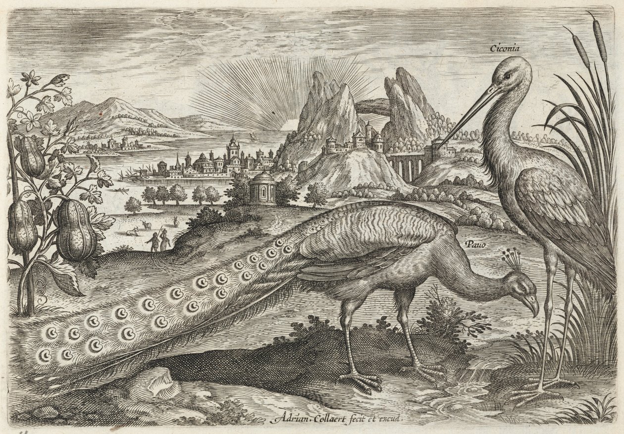 Pavo real y cigüeña de Adriaen Collaert