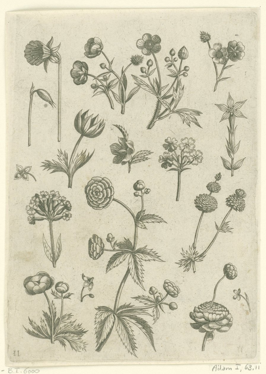 Ranonkels, primula en boterbloemen Florilegio (título de la serie) de Adriaen Collaert