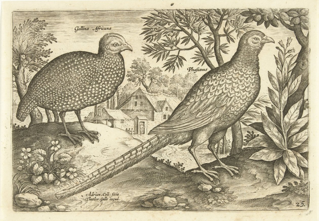 Dos gallinas en un paisaje. Avivm Vivae (título de la serie) Pájaros (título de la serie) de Adriaen Collaert