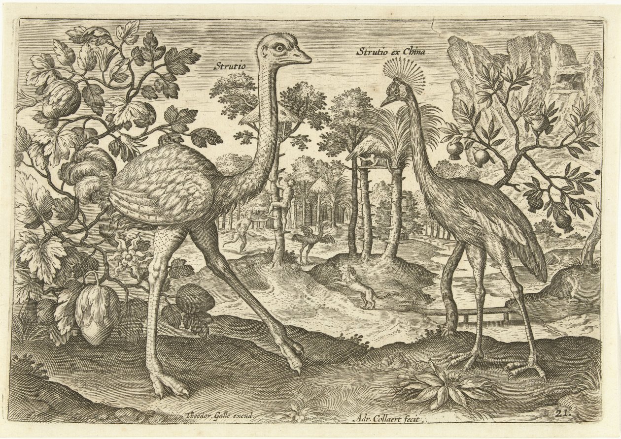 Dos pájaros no voladores en un paisaje Avium Vivae (título de la serie) Pájaros (título de la serie) de Adriaen Collaert