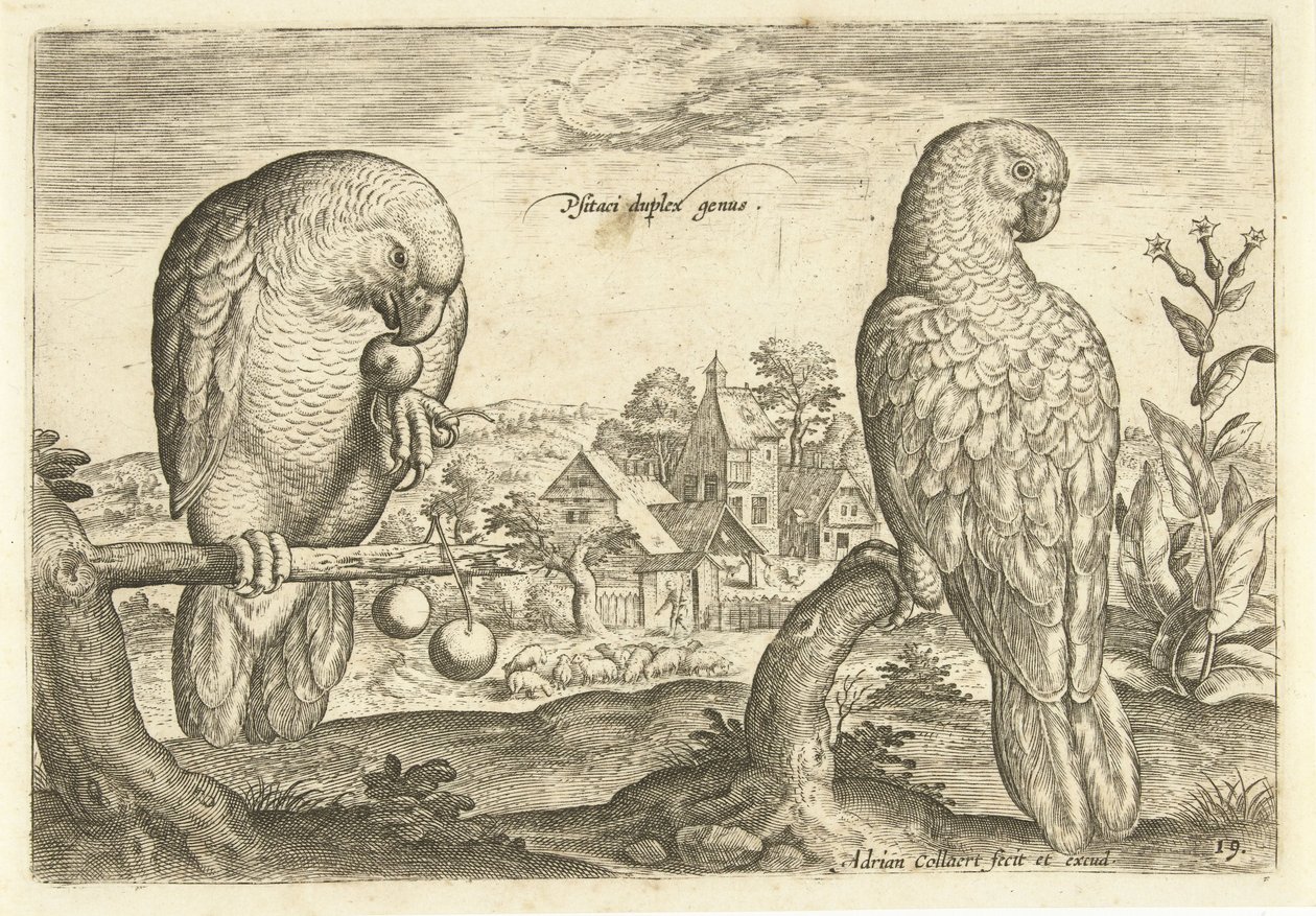 Dos loros en un paisaje Avium Vivae (título de la serie) Pájaros (título de la serie) de Adriaen Collaert
