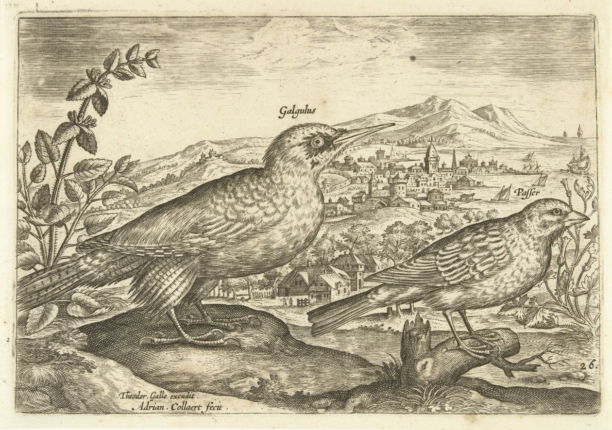 Dos pájaros en un paisaje Avium Vivae (título de la serie) Pájaros (título de la serie) de Adriaen Collaert