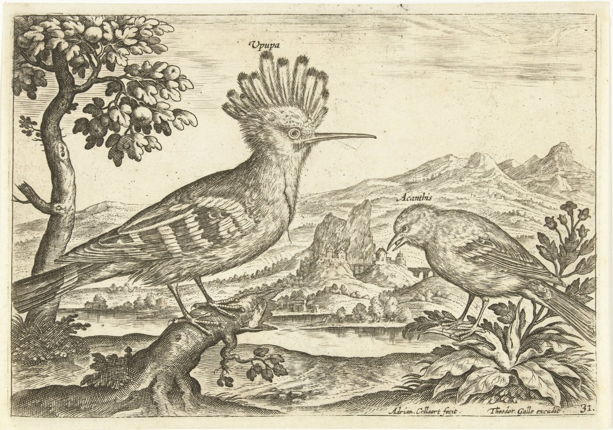 Dos pájaros en un paisaje Pájaros (título de la serie) Avium Vivae (título de la serie) de Adriaen Collaert