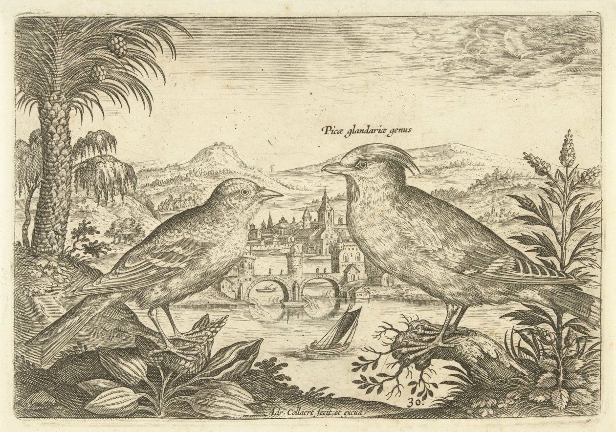 Dos pájaros en un paisaje
Pájaros (título de la serie)
Avivm Vivae (título de la serie) de Adriaen Collaert