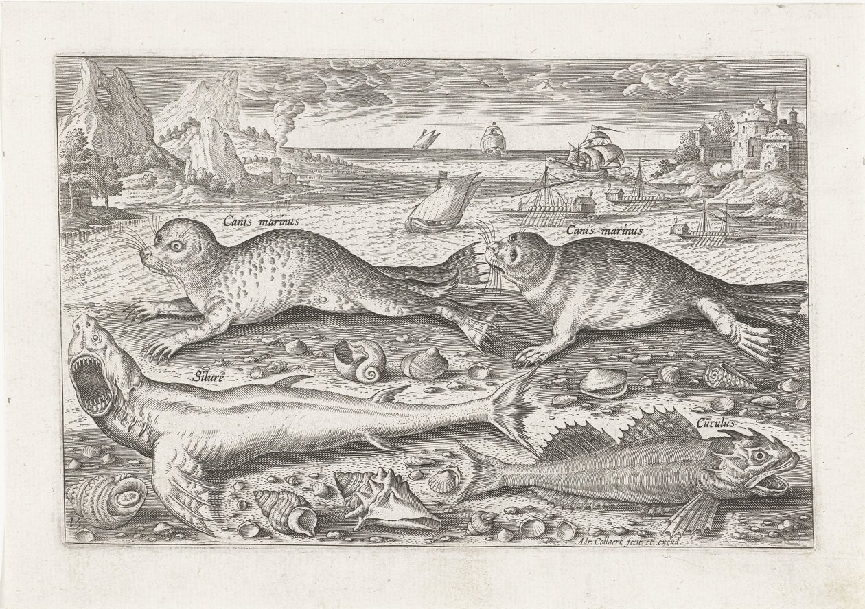 Dos focas y dos peces en la playa. Pesca (título de la serie) Iconos de Piscivm vivae (título de la serie) de Adriaen Collaert
