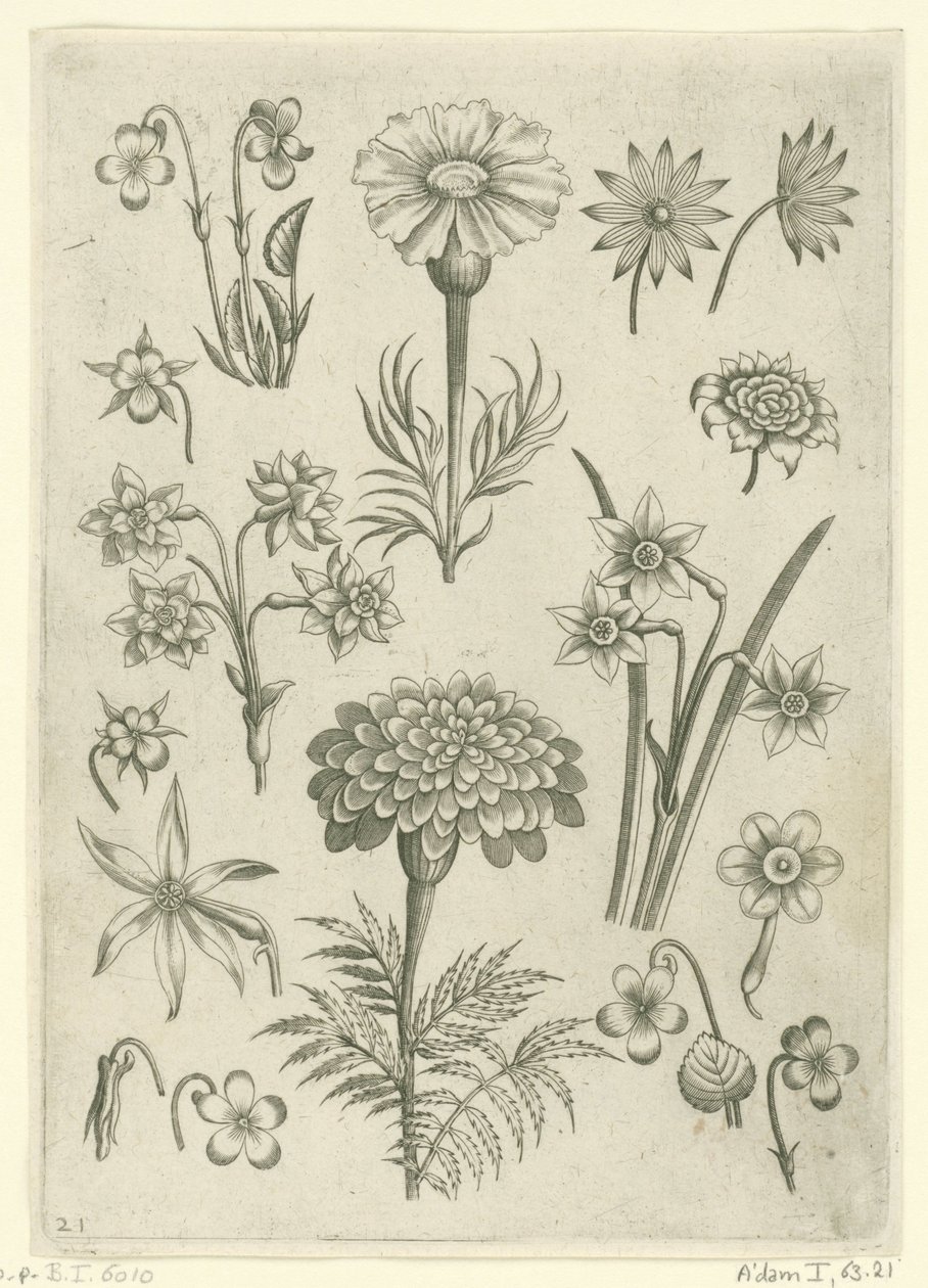 Diferentes flores, violetas y narcisos. Florilegio (título de la serie) de Adriaen Collaert