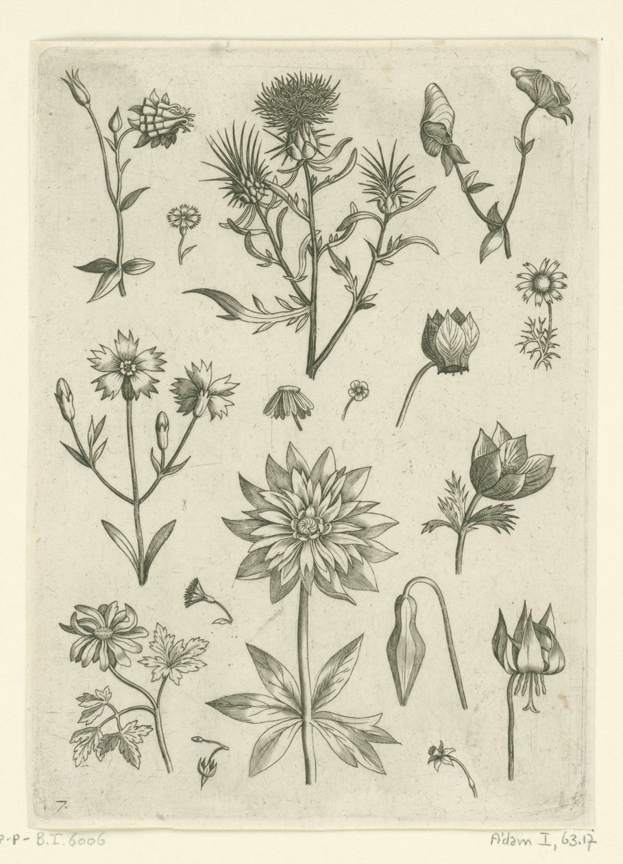 Varias flores, incluyendo aguileña y ciclamen. Florilegio (título de la serie) de Adriaen Collaert