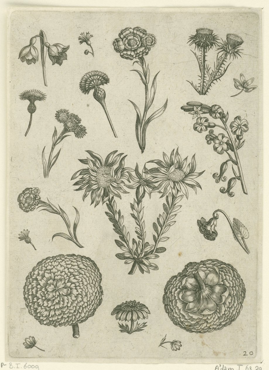 Varias flores, incluyendo crisantemo y cardo. Florilegio (título de la serie) de Adriaen Collaert