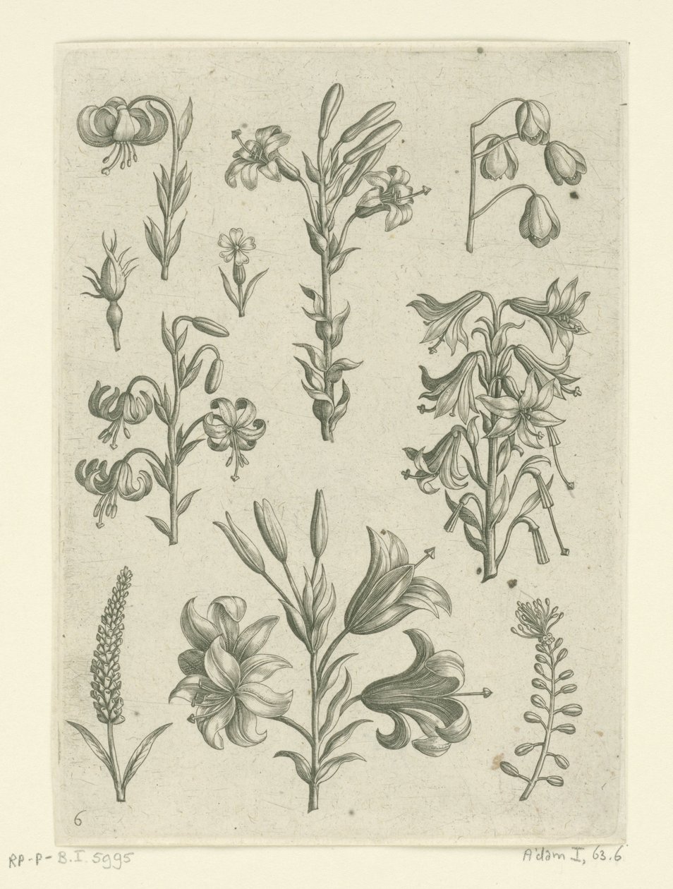 Cuatro lirios grandes y algunas flores más pequeñas. Florilegio (título de la serie) de Adriaen Collaert