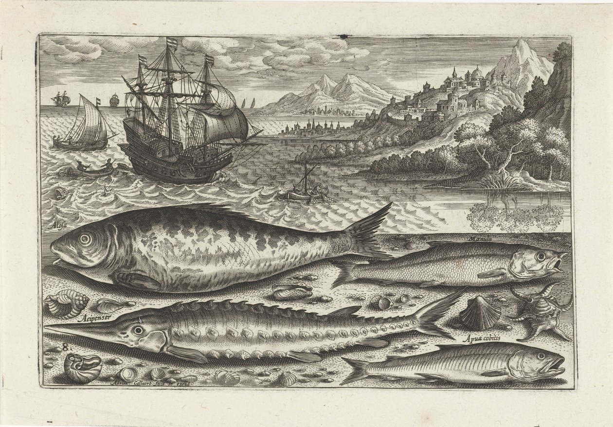 Cuatro peces en la playa Pesca (título de la serie) Iconos de Piscium vivae (título de la serie) de Adriaen Collaert