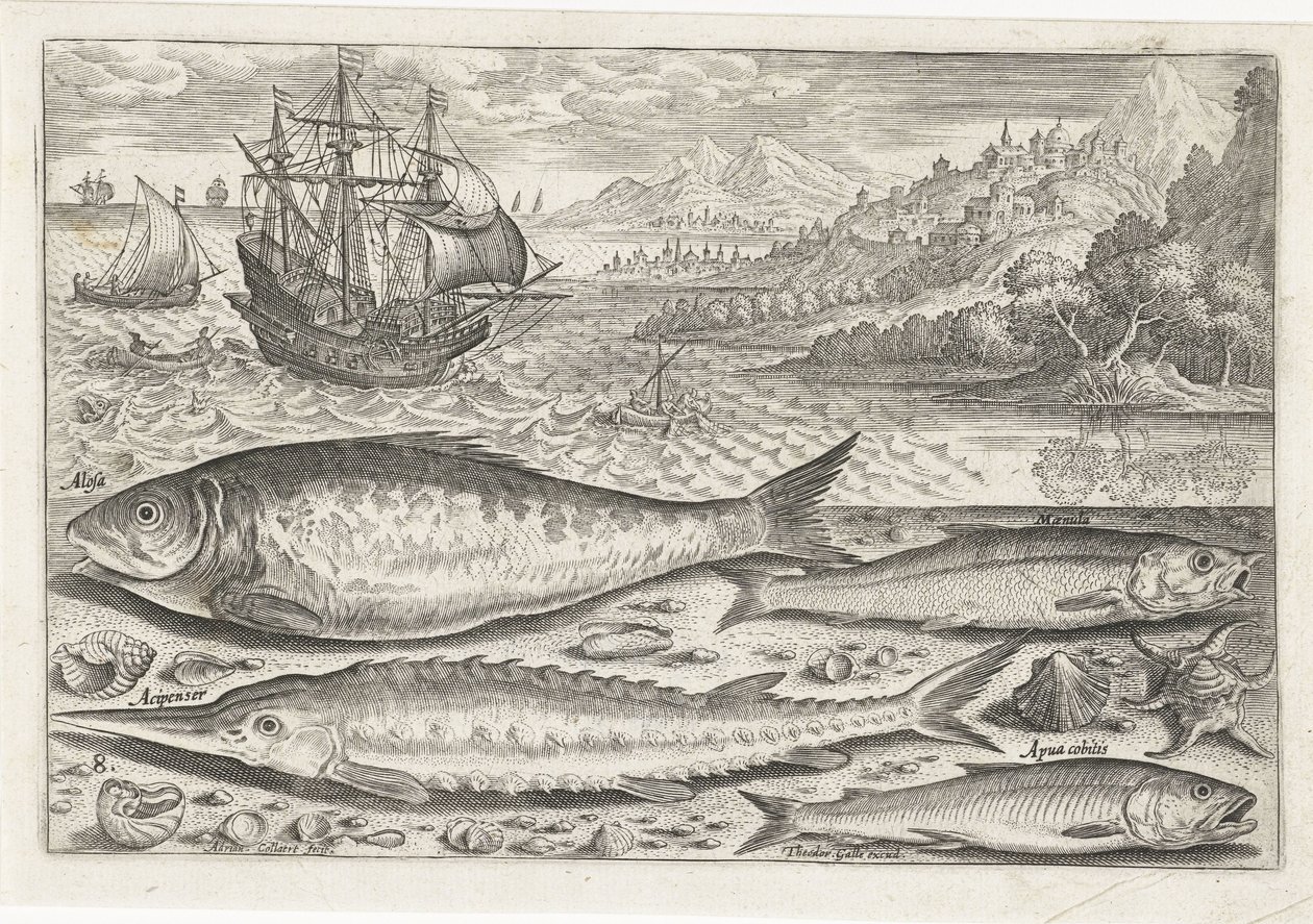 Cuatro peces en la playa Pesca (título de la serie) Iconos de Piscium vivae (título de la serie) de Adriaen Collaert