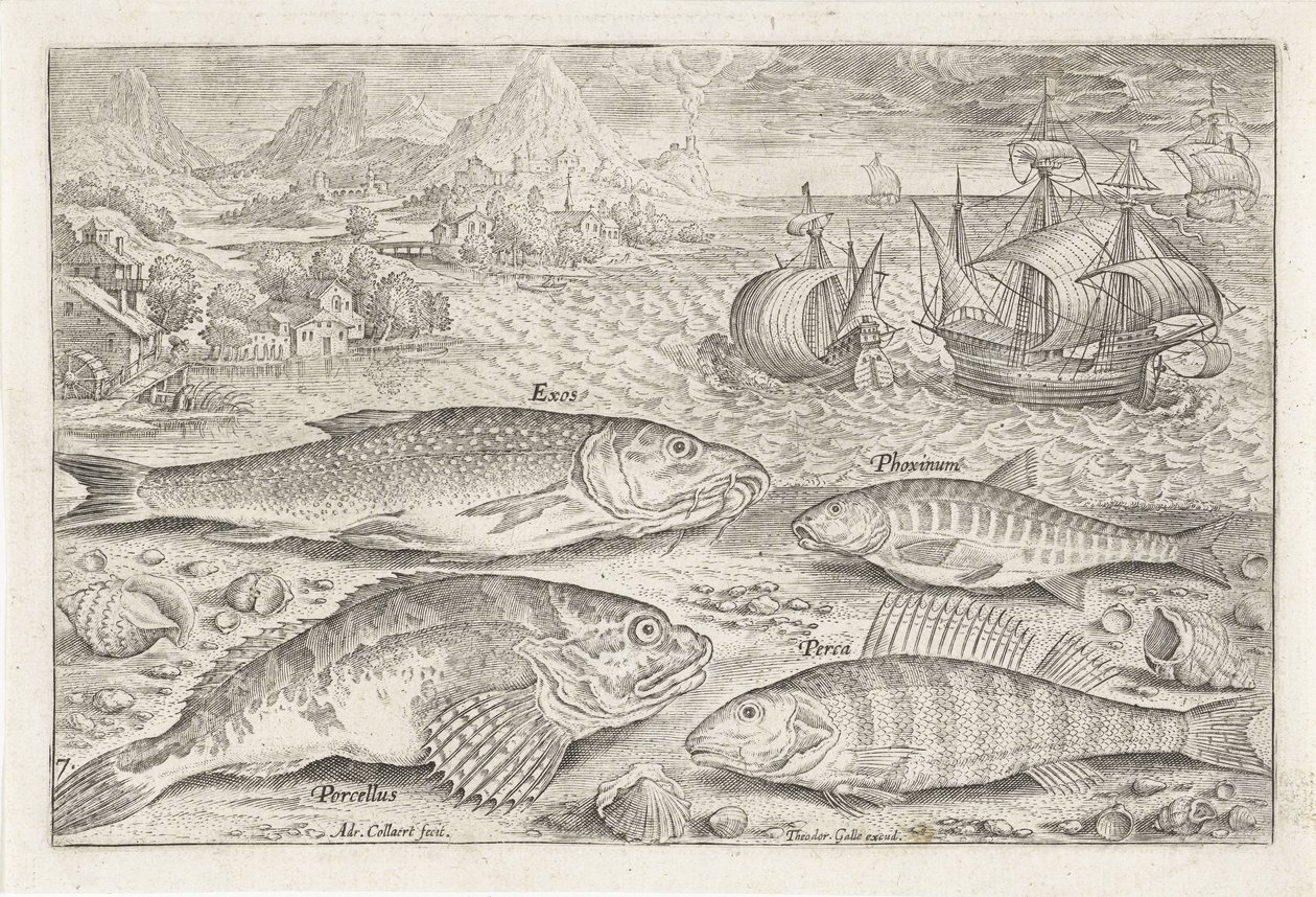 Cuatro peces en la playa Pesca (título de la serie) Iconos de Piscium vivae (título de la serie) de Adriaen Collaert