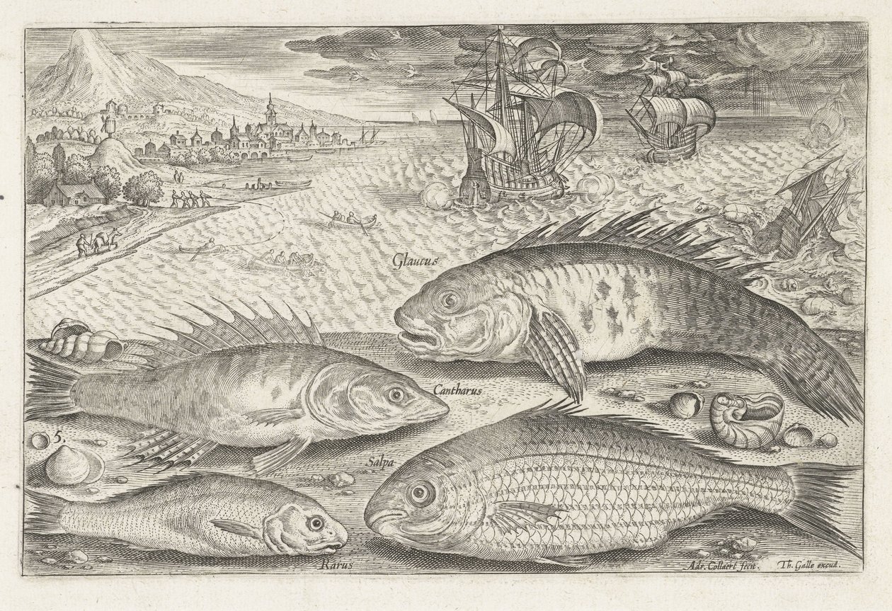 Cuatro peces en la playa Pesca (título de la serie) Iconos de Piscium vivae (título de la serie) de Adriaen Collaert
