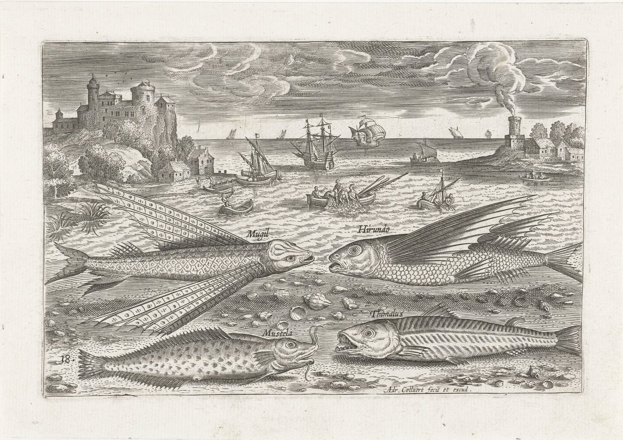 Cuatro peces en la playa Pesca (título de la serie) Iconos de Piscium vivae (título de la serie) de Adriaen Collaert