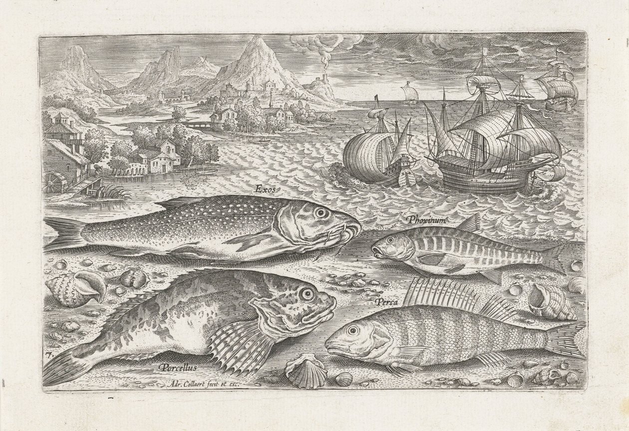 Cuatro peces en la playa Pesca (título de la serie) Iconos de Piscium vivae (título de la serie) de Adriaen Collaert