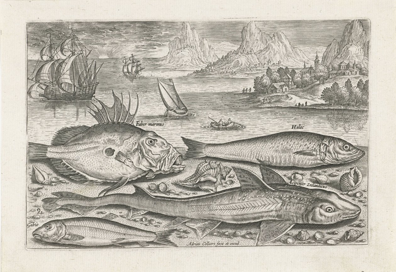 Cuatro peces en la playa Pesca (título de la serie) Iconos de Piscium vivae (título de la serie) de Adriaen Collaert