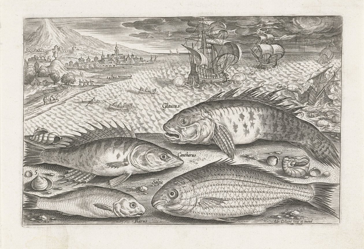 Cuatro peces en la playa Pesca (título de la serie) Iconos de Piscium vivae (título de la serie) de Adriaen Collaert